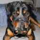 ROTTWEILLER